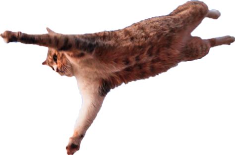 Download Transparent Jumping Cat Png Meme Freunde Verrückt Pngkit