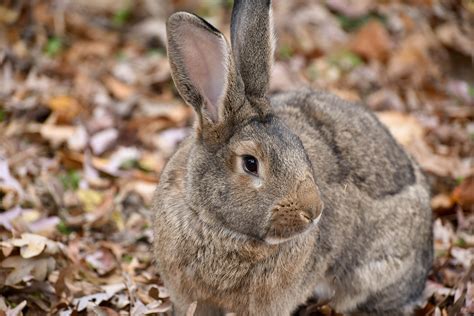 Flemish Giant Rabbit | The Maryland Zoo