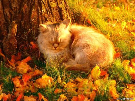 Free Download Pin Autumn Cat Animal Fall Leaves Pet 1285x964 For Your
