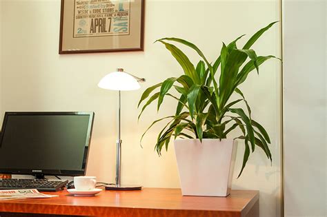 Desk Plants Osborne Plant Service