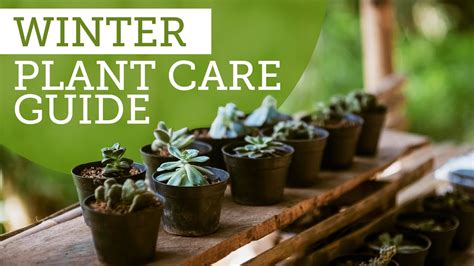 3 Tips To Help You Care For Your Houseplants During Winter Season Youtube