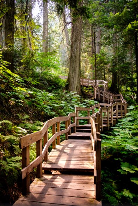 Forest Wood Trail Giant Cedars Boardwalk Trail British Columbia