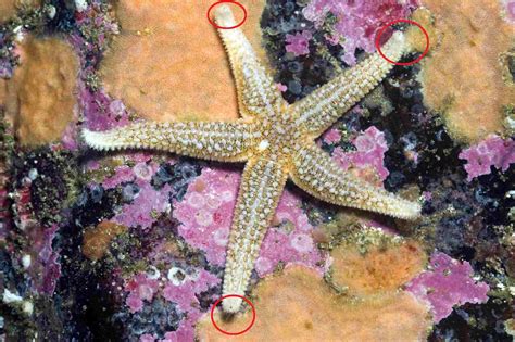 12 Surprising Facts About Starfish