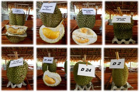 Most of rambutan fruit species in malaysia comes with two different color, red and. RSC HOCKEY: DURIAN Road Trip - 1 Dec 2012