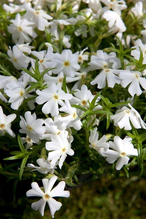 Spring White Creeping Phlox Plant Library Pahls Market Apple