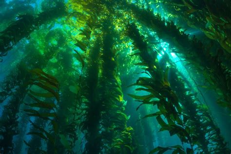 Channel Islands Kelp Forest Kelp Forest San Clemente Island San