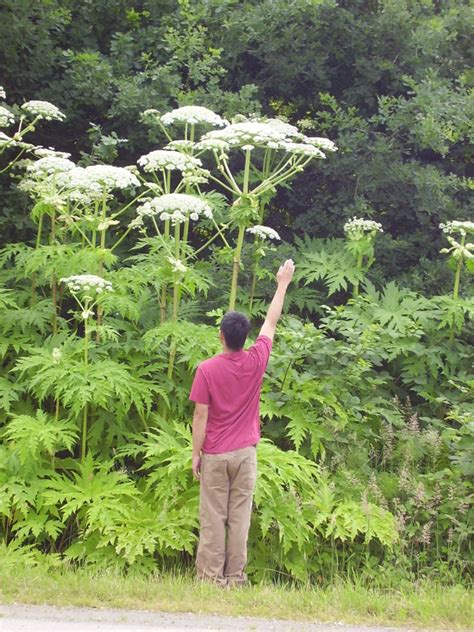 Giant Hogweed Ckiss Central Kootenay Invasive Species Society