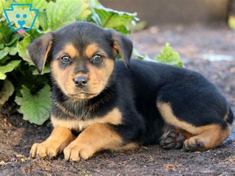 Bobo | Rottweiler Mix Puppy For Sale | Keystone Puppies