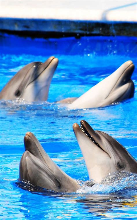 Dolphin Hd Live Wallpaper Apk 220 Download For Android