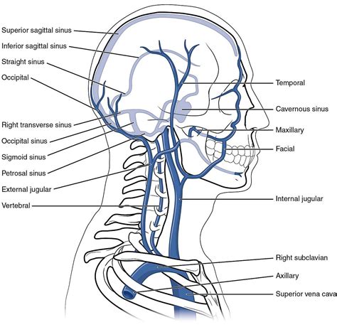 Guide to mastering the study of anatomy. Head and neck veins: illustration | Image | Radiopaedia.org