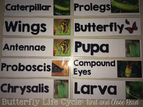 Butterfly Life Cycle Unit And Close Read And A Special Freebie