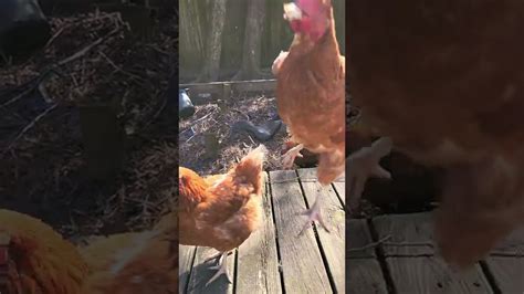 Jumping Chickens Youtube