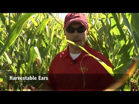 Estimating Corn Yield Potential Youtube