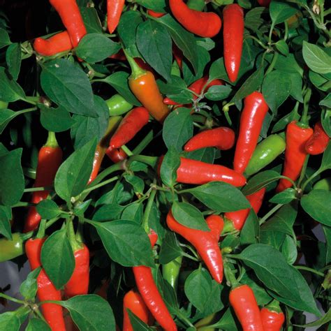 Chilli Pepper Super Chili Hot Rhs Endorsed Vegetable Seeds