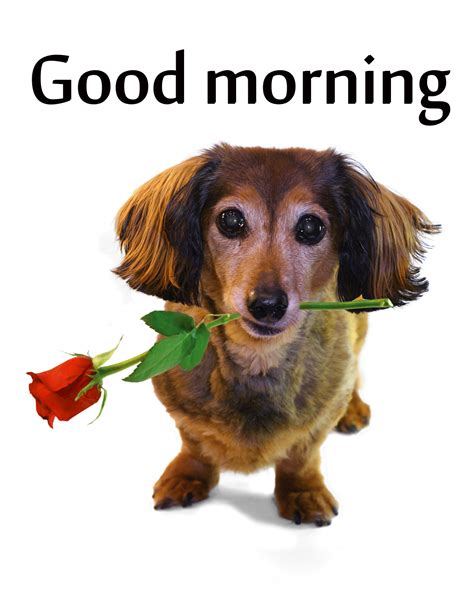 Good Morning Dogs Wallpapers On Wallpaperdog