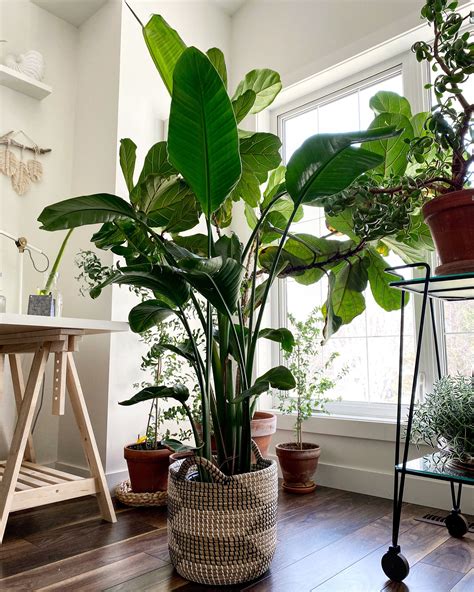 7 Best Large And Tall Houseplants Tall Indoor Plants Best Indoor