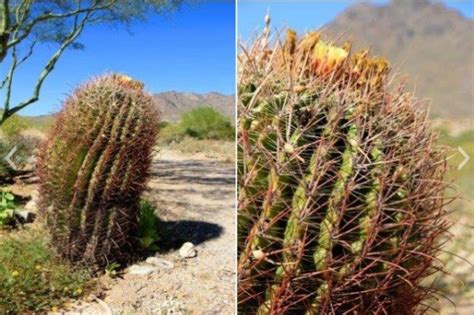 Identifying Common Arizona Cacti Prickly Pear Saguaro Jumping Cholla