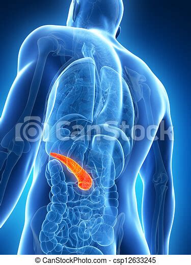 Drawing Of Highlighted Male Pancreas 3d Rendered Illustration Of The