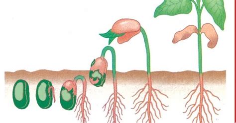 Pertumbuhan Dan Perkembangan Pada Tumbuhan Nsamom