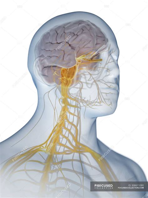 In vertebrates it consists of two main parts, called the central nervous system (cns) and the peripheral nervous system (pns). Central nervous system - Stock Photos, Royalty Free Images ...