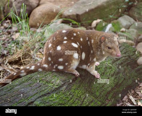 Beautiful Stylish Spotted Tailed Quoll With Distinctive White Markings