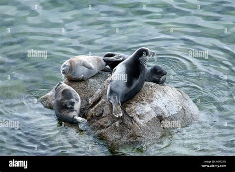 The Baikal Seal Nerpa Stock Photo Alamy