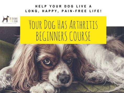 Your Dog Has Arthritis Beginners Course Both Ends Of The Lead