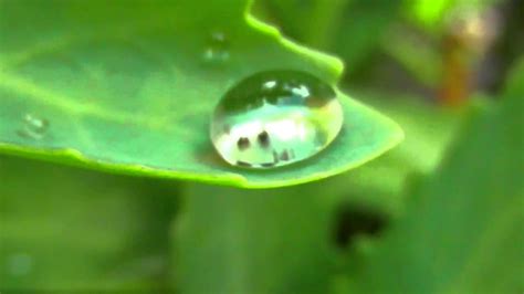 Slow Motion Video Water Drops On Plants And Trees Youtube