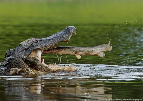 Interesting Facts About Alligators Just Fun Facts