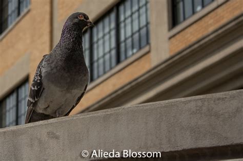 Take a walk around your home to pinpoint places that pigeons would love. How to EASILY Get Rid of Pigeons (from the Roof, Balcony ...