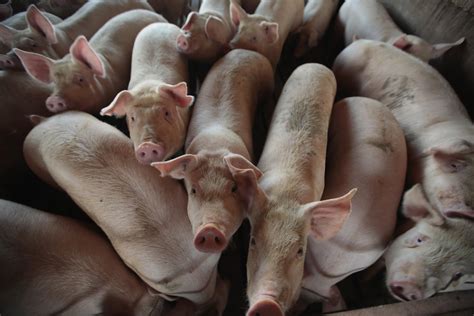Michigan Swine Flu Two Ill After Attending Fair