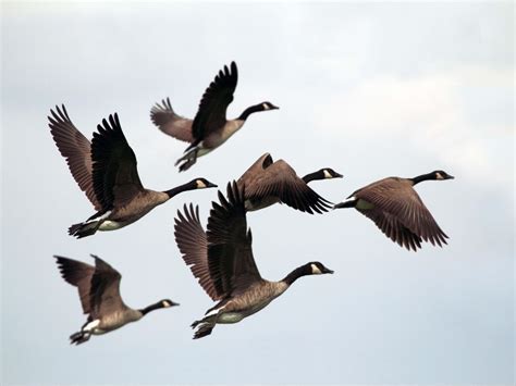 Geese 4k Wallpapers For Your Desktop Or Mobile Screen Free And Easy To