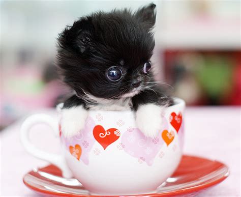 Here you can find the best teacup puppies wallpapers uploaded by our community. Adorable Pics of Tea Cup Puppies
