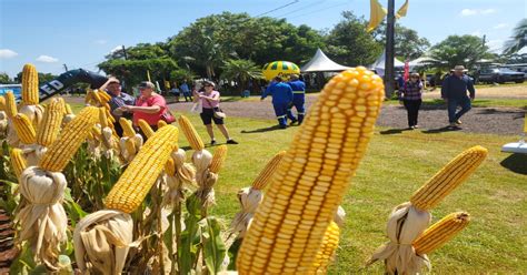 As Tecnologias De Milho E Soja No Dia De Campo Copagril Copagril