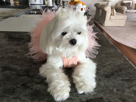 🎃🎃🎃 Maltese Puppy Teacup Puppies Maltese Baby Stella