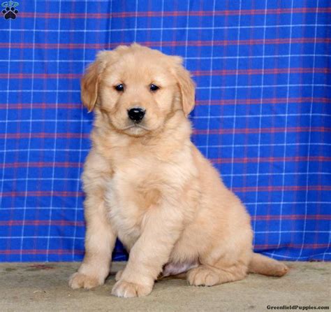 Josh Golden Retriever Puppy For Sale In Pennsylvania