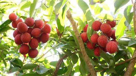 Lichis Descubre Todos Los Beneficios De Esta Fruta Tropical