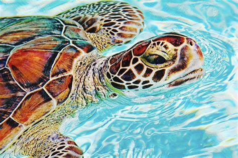 Swimming Turtle Photograph By Tatiana Travelways Fine Art America