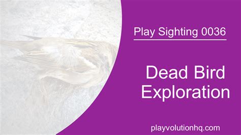 Dead Bird Exploration Play Sighting 0036 Playvolution Hq