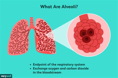 Alveoli Structure Function And Disorders Of The Lungs