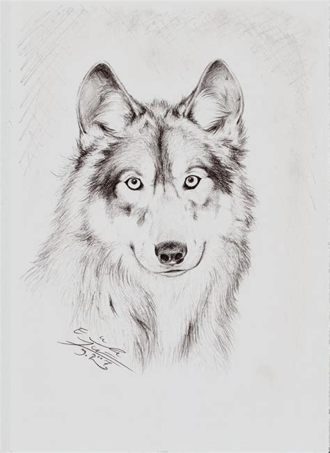 On Deviantart Wolf Drawing