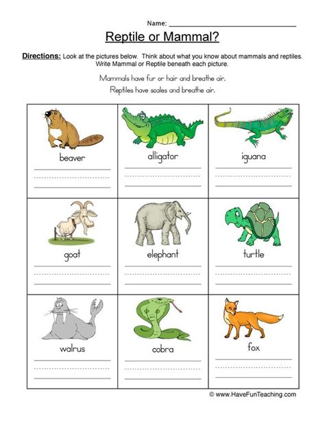 Mammal Worksheet For Kindergarten