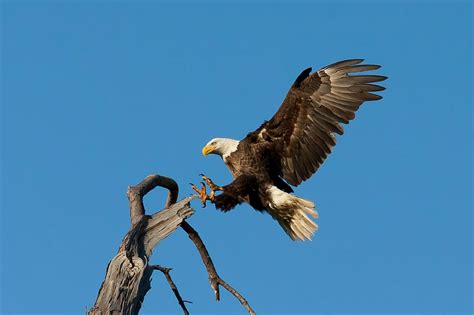 Free Download Hd Wallpaper Bald Eagle About To Perch On Tree Branch
