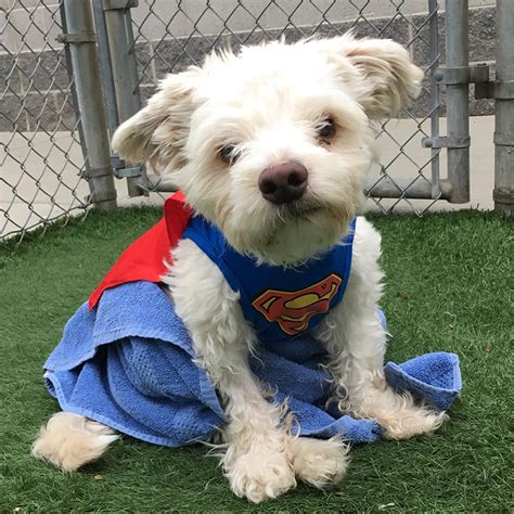 The sacramento spca says the appearance of unweaned puppies around thanksgiving is. Watch Paralyzed Dog Take His First Steps