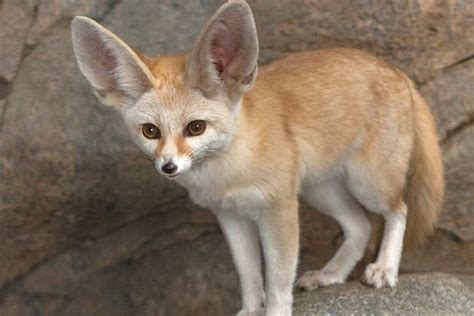 The Adorable Fennec Fox Holy Cuteness