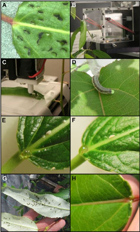Induction Of Ptr Nectar Release By Sucking Insects A Mechanical