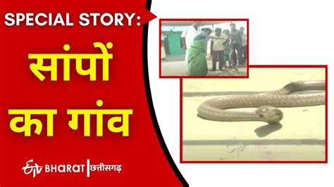 Village With Friendly Snakes Life With Snakes Etv Bharat
