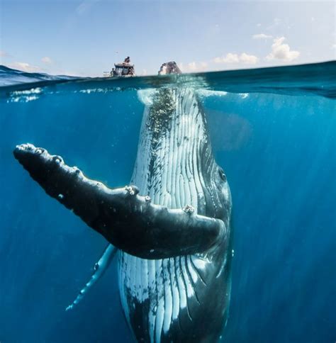 Humpback Whale Swims With Lucky Diver In Incredible Photographs Best