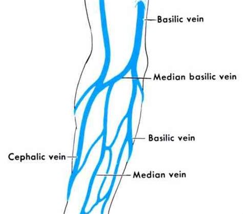 Anatomy Anatomy Of The Veins In The Arm And Physiology Superficial