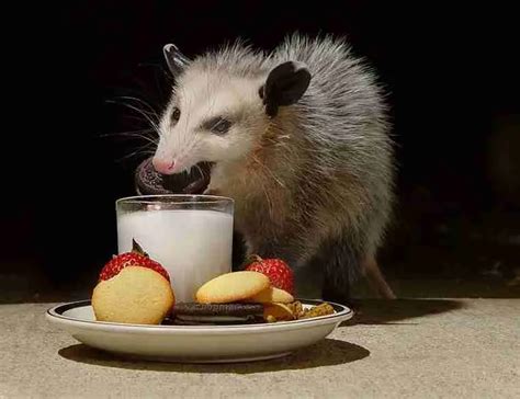 What Fruit Do Possums Eat